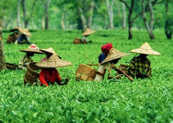 Assam: Land of the Red River and Blue Hills - Majestic Brahmaputra River, Tea Gardens, and Scenic Landscapes.