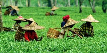 Assam: Land of the Red River and Blue Hills - Majestic Brahmaputra River, Tea Gardens, and Scenic Landscapes.