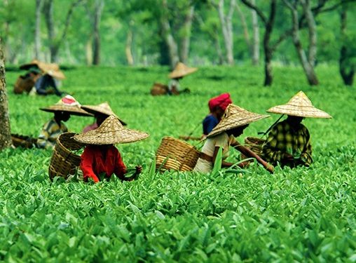 Assam: Land of the Red River and Blue Hills - Majestic Brahmaputra River, Tea Gardens, and Scenic Landscapes.