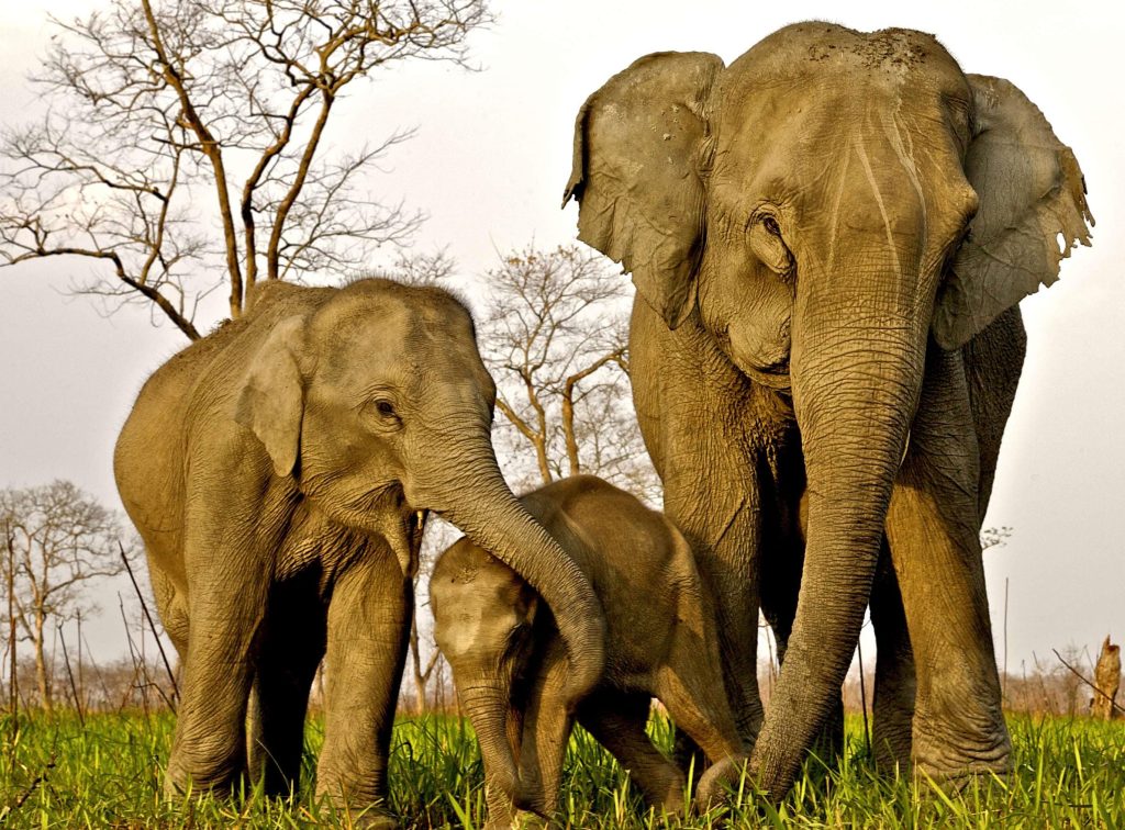 Assam: Land of the Red River and Blue Hills - Majestic Brahmaputra River, Tea Gardens, and Scenic Landscapes.