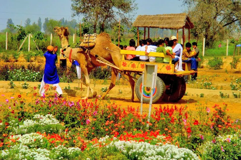 Traditional experiences at Pratapgarh Farms in Jhajjar – showcasing Haryana’s rural legacy