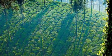 Pollachi – Gateway to the Western Ghats, featuring lush coconut groves, serene landscapes, and the Anamalai Hills in the background—ideal for nature lovers and eco-tourists.
