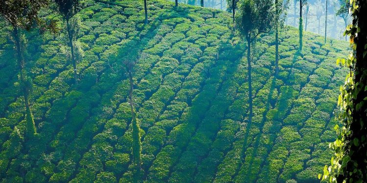 Pollachi – Gateway to the Western Ghats, featuring lush coconut groves, serene landscapes, and the Anamalai Hills in the background—ideal for nature lovers and eco-tourists.
